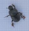 Onthophagus taurus